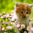 chat fleurs